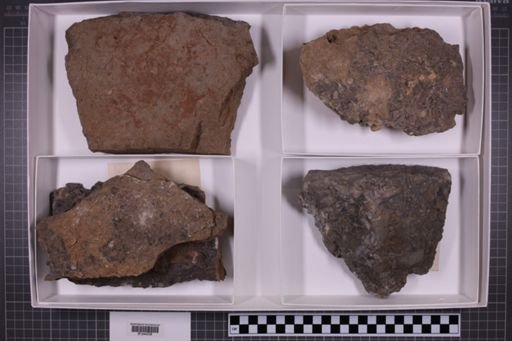 mixed taxa, stratigraphic collection