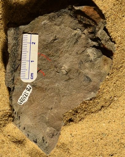 Lepidodendron sp.