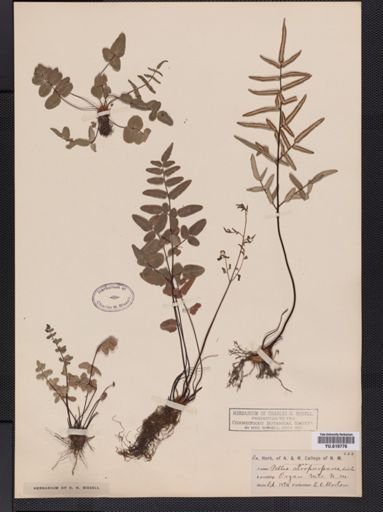 Pellaea atropurpurea