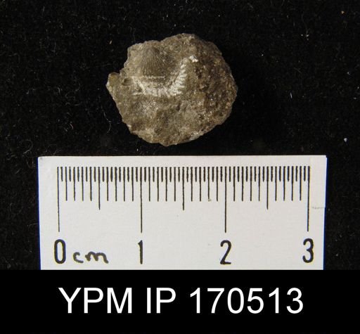undet. Brachiopoda