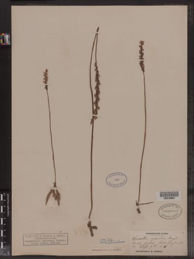 Spiranthes gracilis