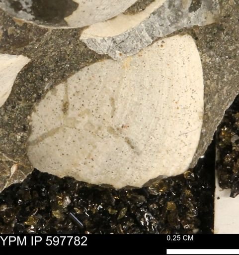 Limopsis striatopunctatus