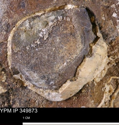 Limopsis striatopunctatus