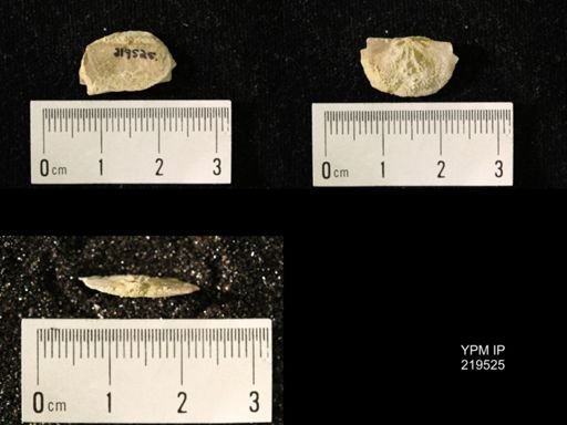 Chonetes granulifer