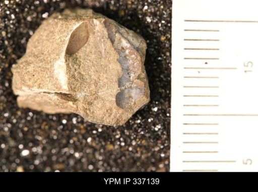 undet. Hoplitidae