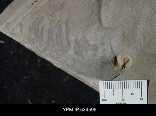 Eurypterida