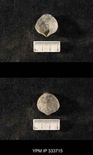 Athyris sp.
