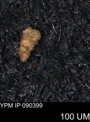 Verneuilinoides hectori