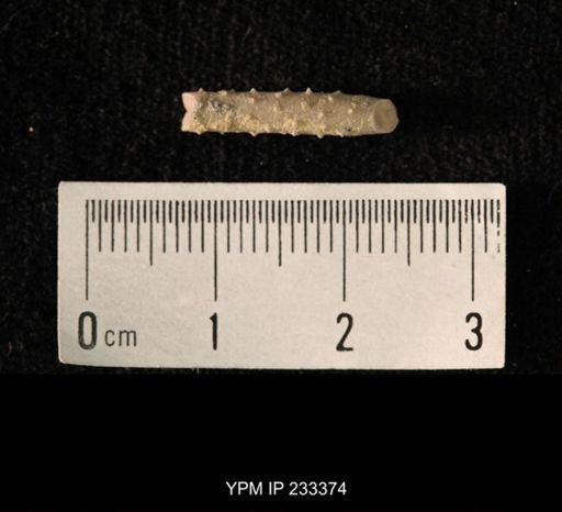 Archaeocidaris sp.