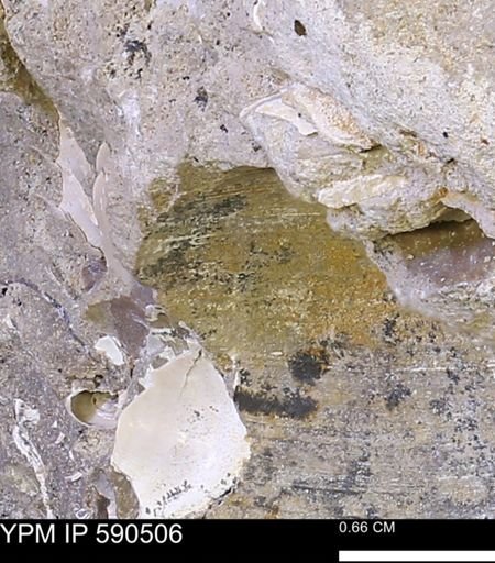 undet. Mollusca