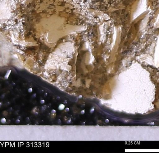Corbicula sp.