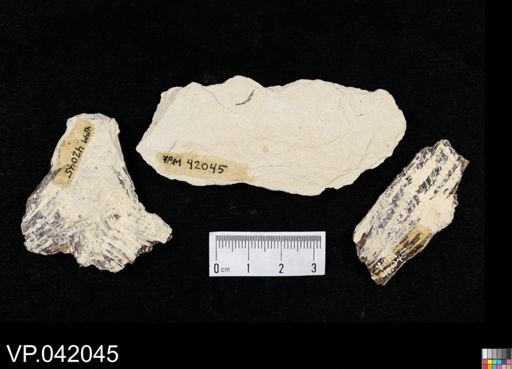 undet. Actinopterygii