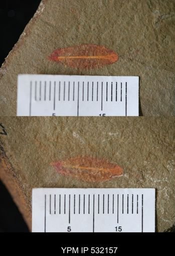 Leptomitidae