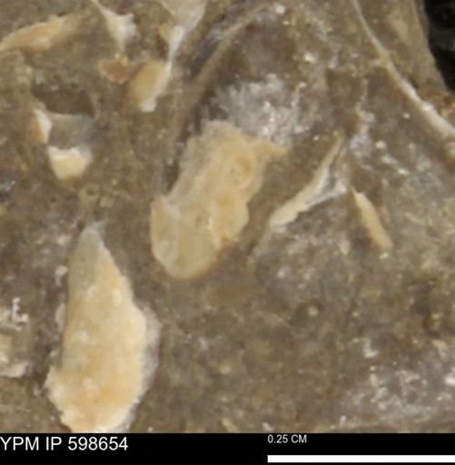undet. Mollusca