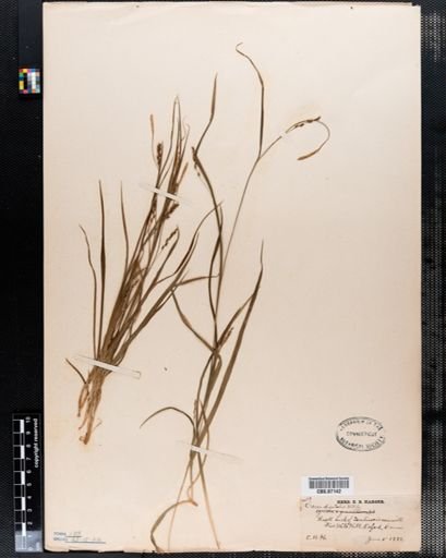Carex digitalis