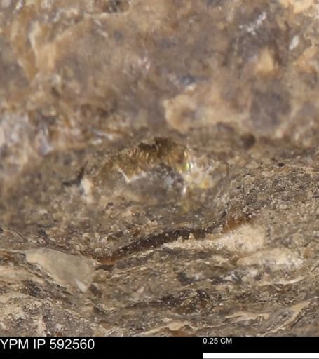 undet. Mollusca