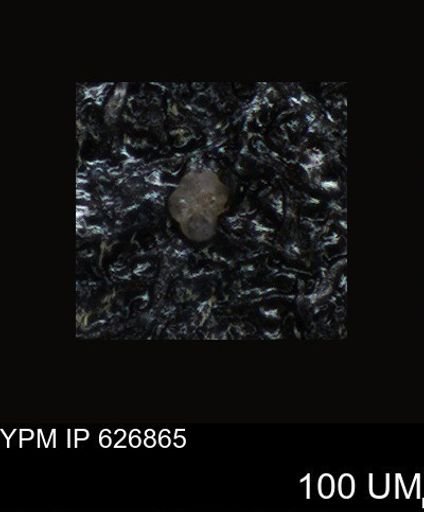 undet. Foraminiferida