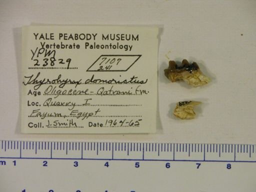 Thyrohyrax domorictus