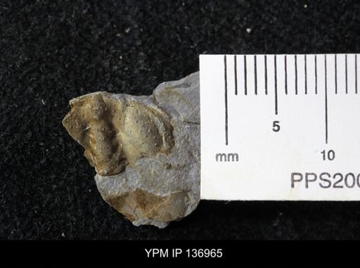 Ctenocephalus maltheus