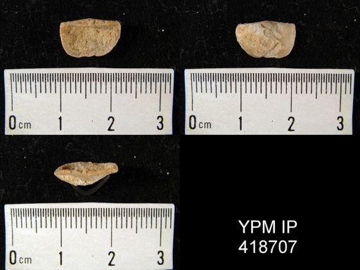 Neochonetes sp.