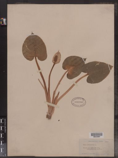 Calla palustris