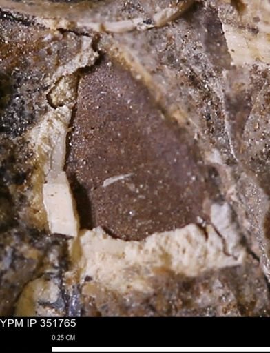 undet. Bivalvia