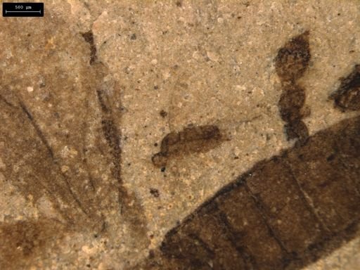 taxon undetermined