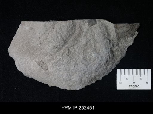 undet. Eurypterida