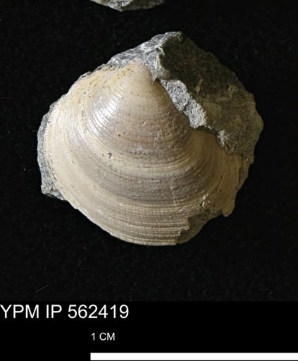 Limopsis striatopunctatus