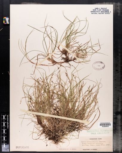 Carex novae-angliae