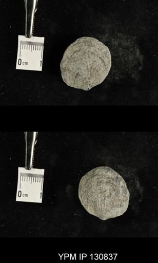 Spinatrypa spinosa