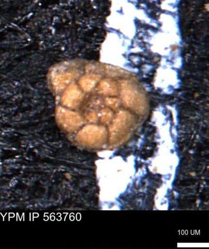 Trochammina depressa