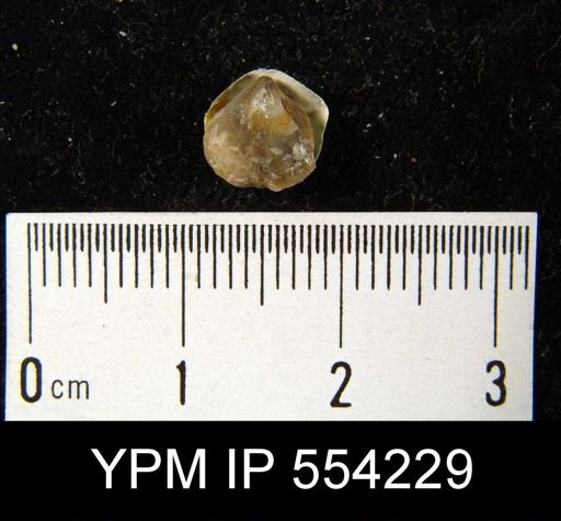 undet. Brachiopoda