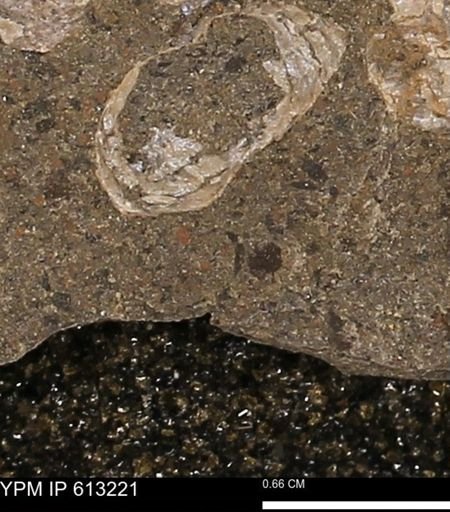 Scaphites sp.