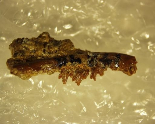 Adapisoricidae sp.