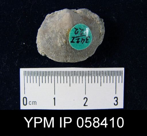 Dalmanella subcarinata