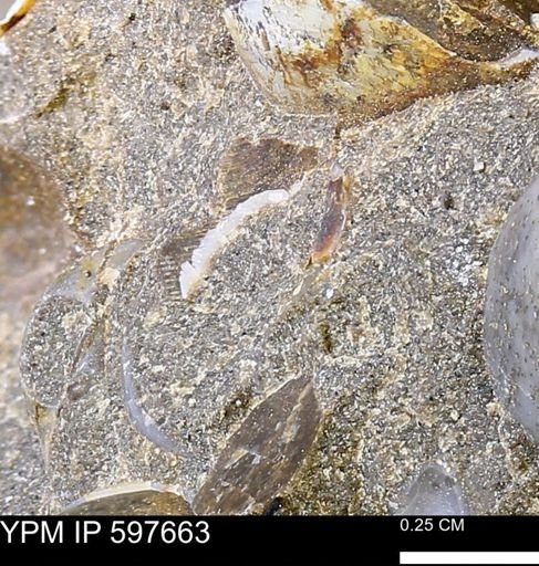 Sphenodiscus sp.