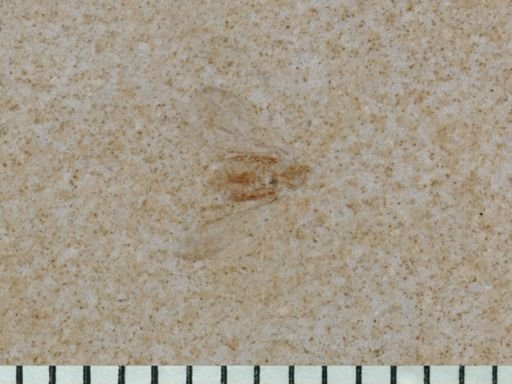 Auchenorrhyncha?