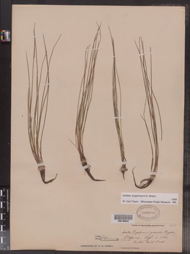Isoetes engelmannii