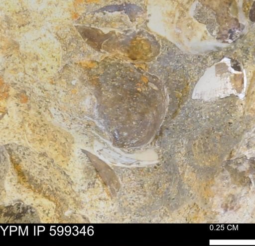 Protocardia subquadrata