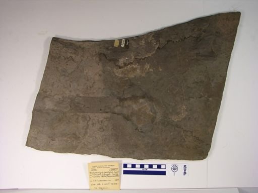 Anchisauripus parallelus