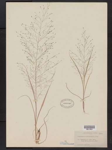 Eragrostis capillaris