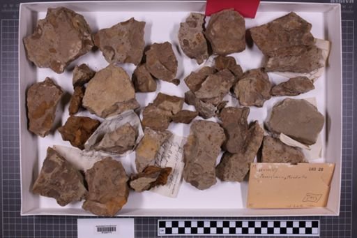 mixed taxa, stratigraphic collection