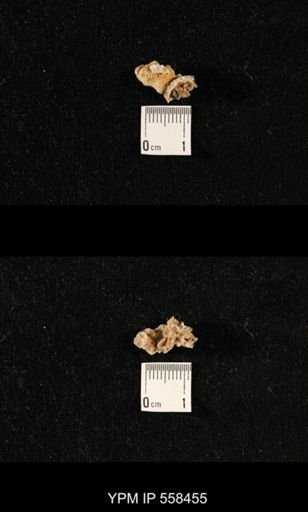 Girtycoelia sp.