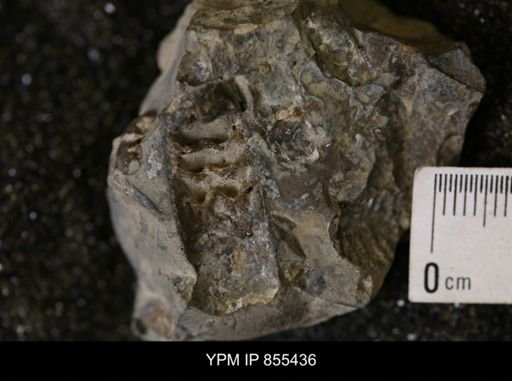 Baculites sp.