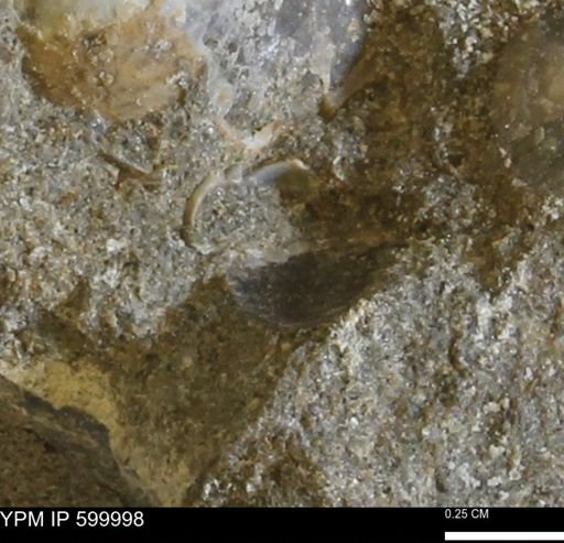 undet. Bivalvia