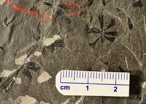 Sphenophyllum