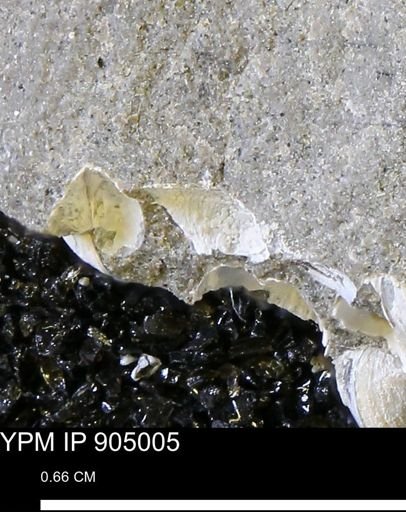 undet. Bivalvia