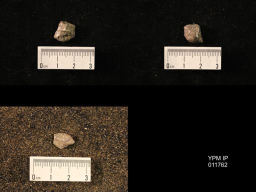 Marginifera capaci