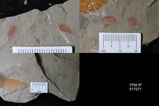 undet. Synziphosurina